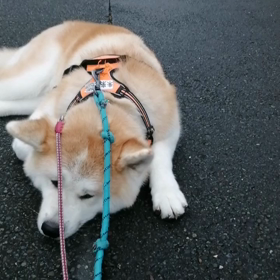 他のちゃんに多数遭遇、進路変更を繰り返し、何とか接近阻止。飼い主同様、未来丸は協調性にの画像