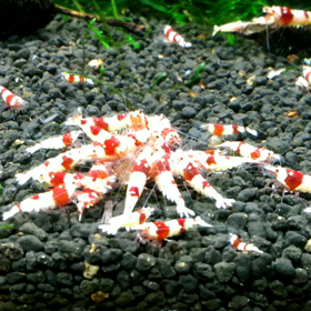 独り占めの画像