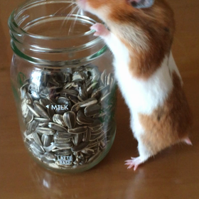 そらちゃんの誕生日の画像