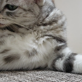 シュシュに密着の画像