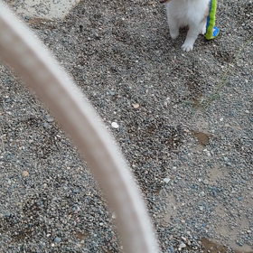 今日元気パピーの画像