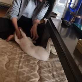 今日のテンの画像