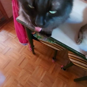 はい、お出掛け前のチュールだよ(*^^*)♪の画像