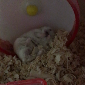 癒し〜(*´｀*)の画像