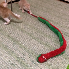 チビちゃんも朝ごはん前の運動だよ！の画像