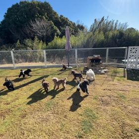 お庭ラン　（注　ワンワン声でます）の画像