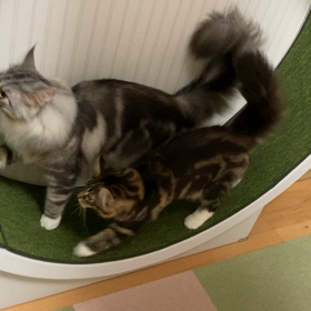 何でも一緒が良いの画像