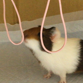 マイブームの画像