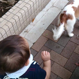 チビ太と初めてのお散歩でしゅ！！の画像