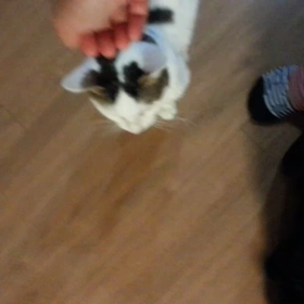 ご飯が欲しい。の画像