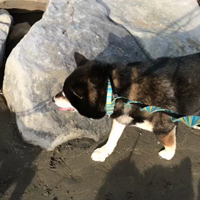 ♪お散歩動画♪お台場海浜公園♪の画像