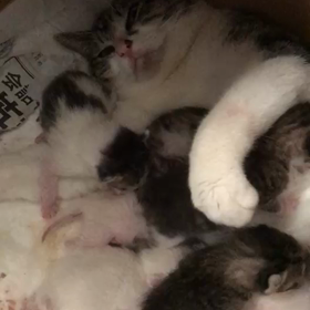 4月13日ホクロちゃんベビーのお誕生日！の画像