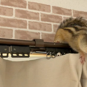 パタパタ〜ぱく  り♪の画像