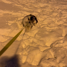 今日のジャムの画像