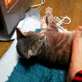 じゃれるつーか噛みつくの画像