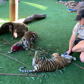 トラの赤ちゃん成長してました。の画像