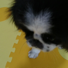 動く、パティの画像