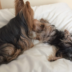 どんだけ…U^ェ^UU^ェ^U❤︎の画像