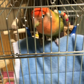 マヤ鑑定の画像