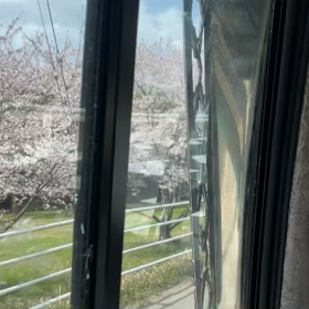車窓から眺める桜の画像