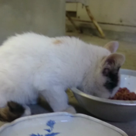 「昨日のナナちゃん♪」動画編その2  ～文句言いながら食べてるよ♪～の画像