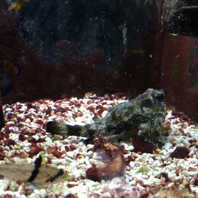 ポルカドットバットフィッシュ水槽の動画です❗️の画像