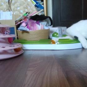 ついに！撮れた！衝撃映像！笑笑の画像