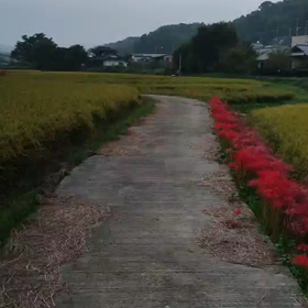 最近、夕方からのお散歩にはまってます！の画像