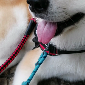 雨かと思いきや、日差しがあるお散歩日和‼️イヤイヤダラダラの未来丸は相変わらず、それならと飼い主の画像