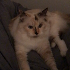 モミモミの画像