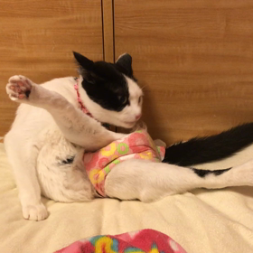 点心の毛づくろいの画像