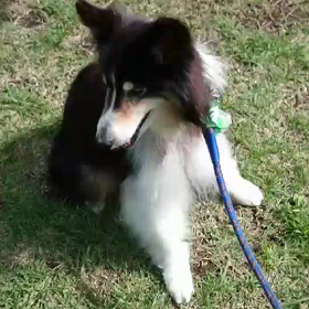 ジョイ  経過の画像