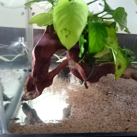 バルバ稚魚の成長の画像