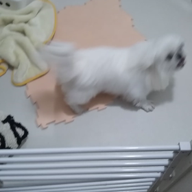 待てるよ　獅郎の画像