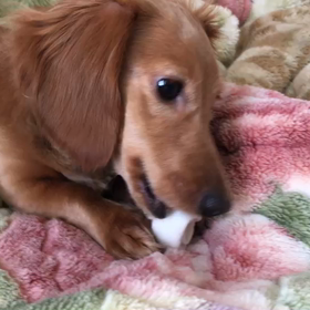 みつまめちゃんママに貰ったガムを食べるあたしの画像