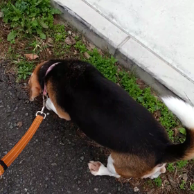 痛み止が効いているみたいの画像