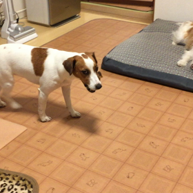 しかのひづめかじり姉妹の画像