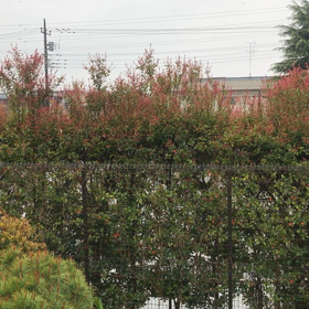 4月なのに…？の画像