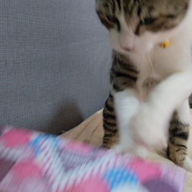 コロナニハマりましたの画像