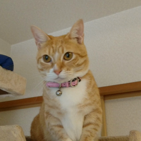 本日のちぃの画像