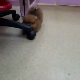 ポメ子犬情報の画像