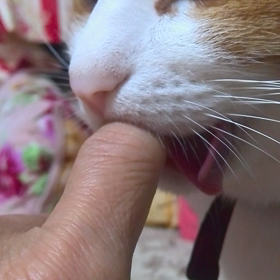 ニャンコ_赤ちゃん返りの画像