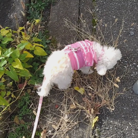 病院と鍼灸院の違いの画像