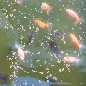 2歳と当歳の画像