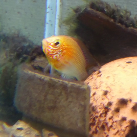 アピスト楽しいの画像