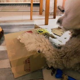 段ボール破砕犬の画像