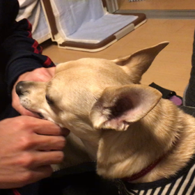 成犬の戯れの画像