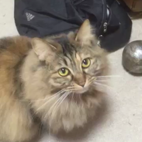 ハンターBibiの画像