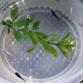 全滅か？の画像