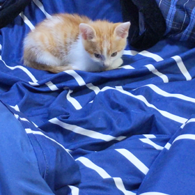 眠いにゃーの画像